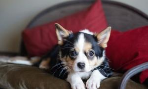 Calico Dog.